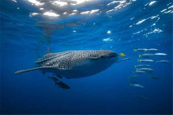 开云体育app-蓝色海洋强势侵略，夺取胜利的简单介绍